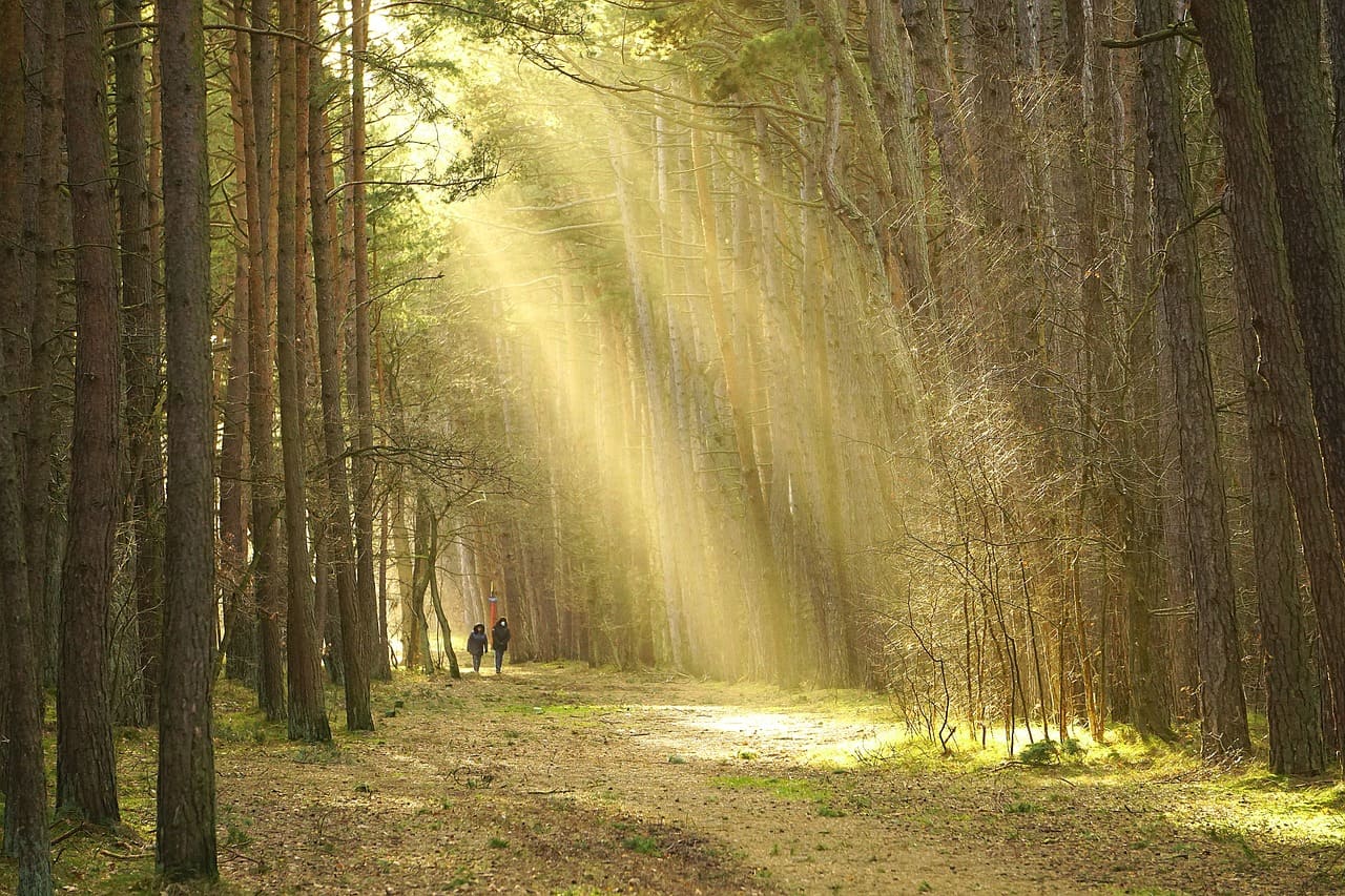 forest 7179046 1280 1